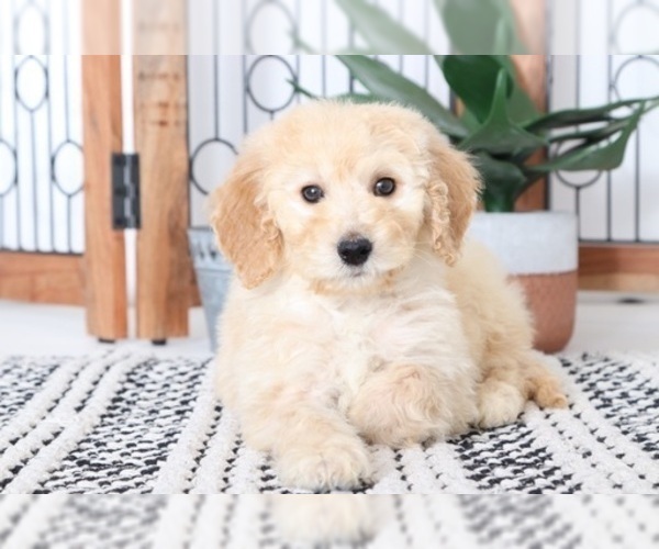 Medium Photo #1 Goldendoodle Puppy For Sale in NAPLES, FL, USA