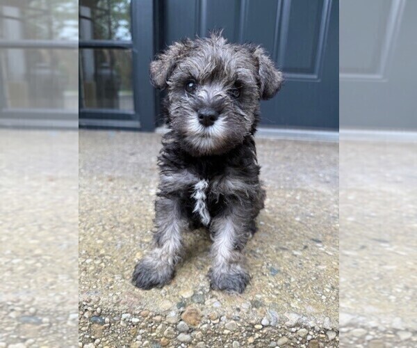Medium Photo #3 Schnauzer (Miniature) Puppy For Sale in COLUMBUS, IN, USA