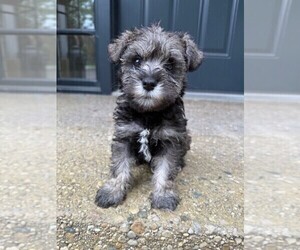 Medium Schnauzer (Miniature)