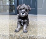 Puppy Female Puppy 2 Schnauzer (Miniature)