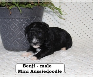 Aussiedoodle Puppy for sale in HOPKINSVILLE, KY, USA