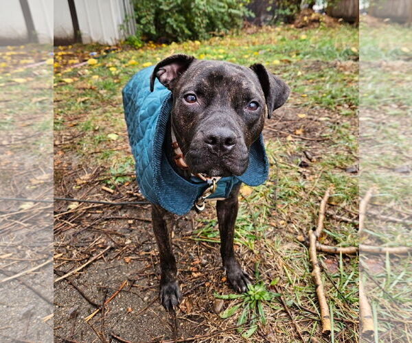 Medium Photo #15 American Staffordshire Terrier-Boxer Mix Puppy For Sale in Germantown, OH, USA