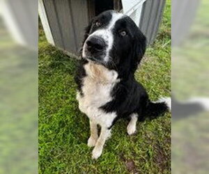 Pyrenees Border Collie Dogs for adoption in Tabernash, CO, USA