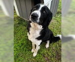 Small Pyrenees Border Collie