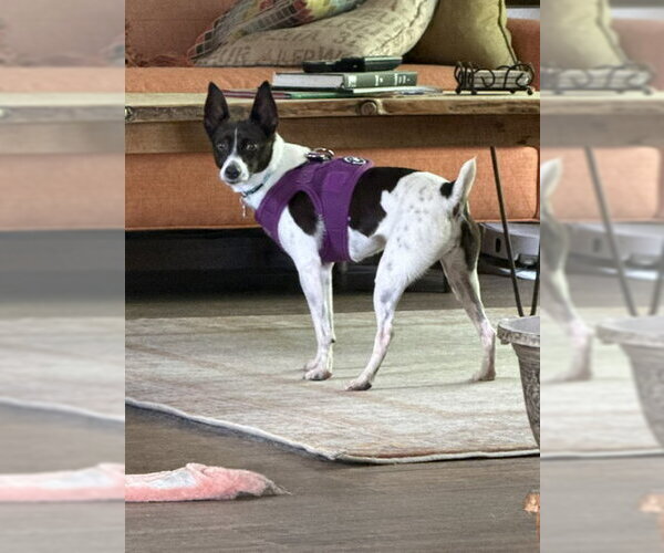 Medium Photo #2 Rat Terrier Puppy For Sale in East Derry, NH, USA