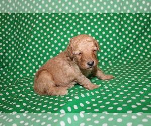 Goldendoodle (Miniature) Puppy for sale in BLMGTN, IN, USA