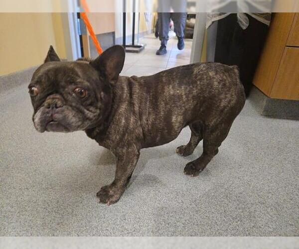 Medium Photo #1 French Bulldog Puppy For Sale in Orange, CA, USA