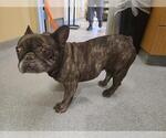 Small French Bulldog
