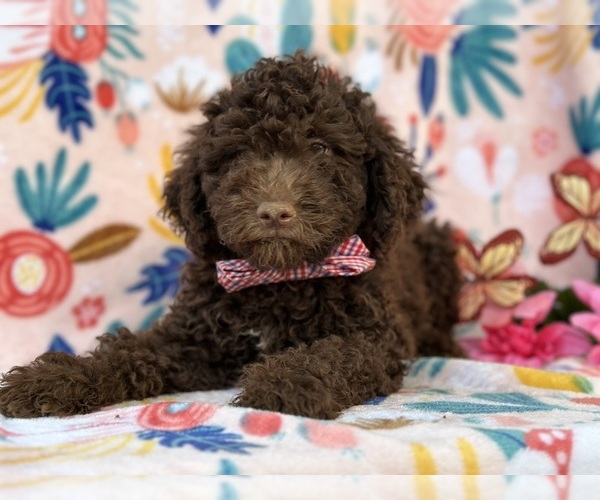 Medium Photo #1 Springerdoodle Puppy For Sale in LANCASTER, PA, USA