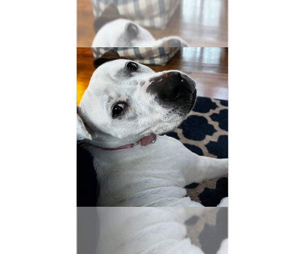 Medium Photo #45 Dogo Argentino-Labrador Retriever Mix Puppy For Sale in Brewster, NY, USA