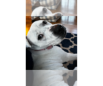 Small #44 Dogo Argentino-Labrador Retriever Mix