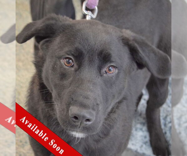 Medium Photo #1 Rottweiler-Unknown Mix Puppy For Sale in Huntley, IL, USA