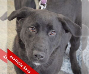 Rottweiler-Unknown Mix Dogs for adoption in Huntley, IL, USA