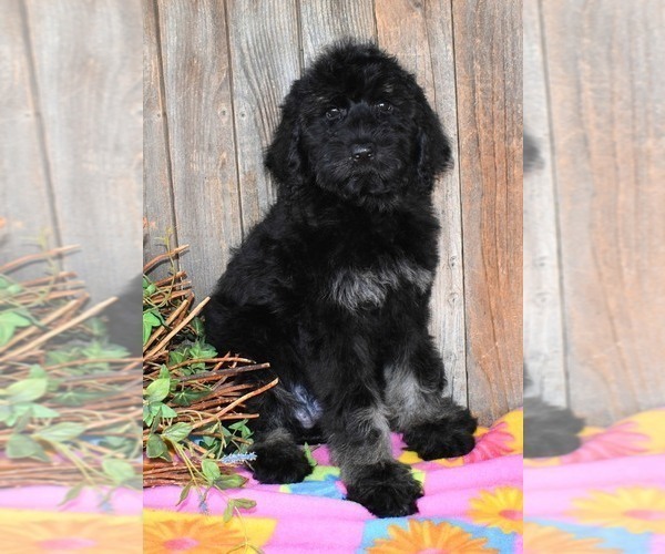 Medium Photo #9 Australian Labradoodle Puppy For Sale in ASPERMONT, TX, USA