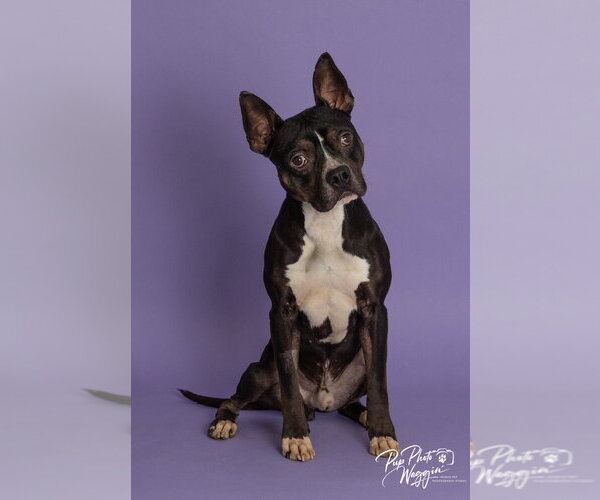 Medium Photo #5 Boxer-Unknown Mix Puppy For Sale in Claremore, OK, USA