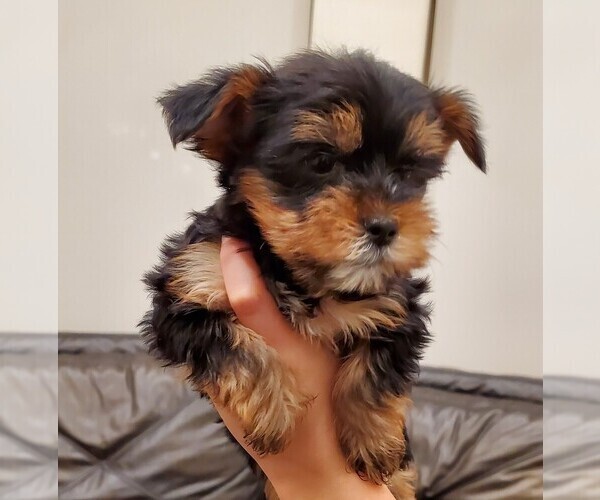 Medium Photo #9 Yorkshire Terrier Puppy For Sale in NEWCASTLE, CA, USA