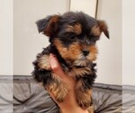 Small Photo #9 Yorkshire Terrier Puppy For Sale in NEWCASTLE, CA, USA