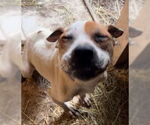 Small #3 Boxer Mix