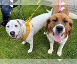 Small #2 American Bulldog Mix