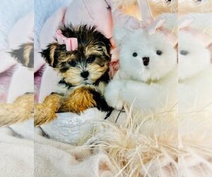 Morkie Puppy for sale in MIAMI BEACH, FL, USA