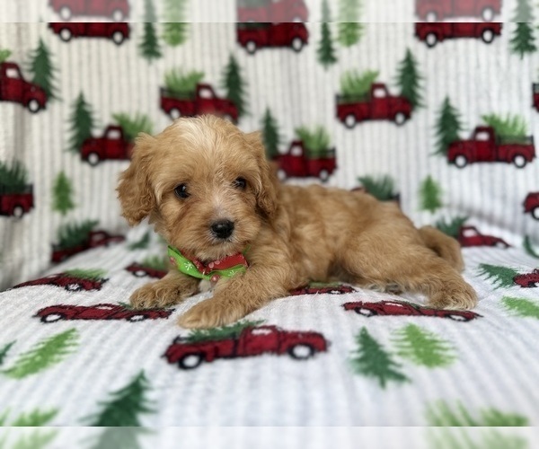 Medium Photo #6 Cavapoo (Miniature) Puppy For Sale in LAKELAND, FL, USA