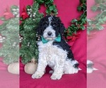 Small Photo #2 Bernedoodle-Poodle (Standard) Mix Puppy For Sale in CHRISTIANA, PA, USA