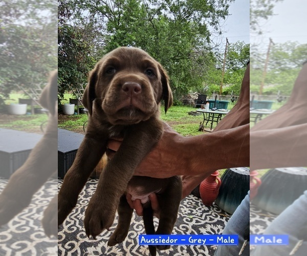 Medium Photo #5 Sheprador Puppy For Sale in ABILENE, TX, USA