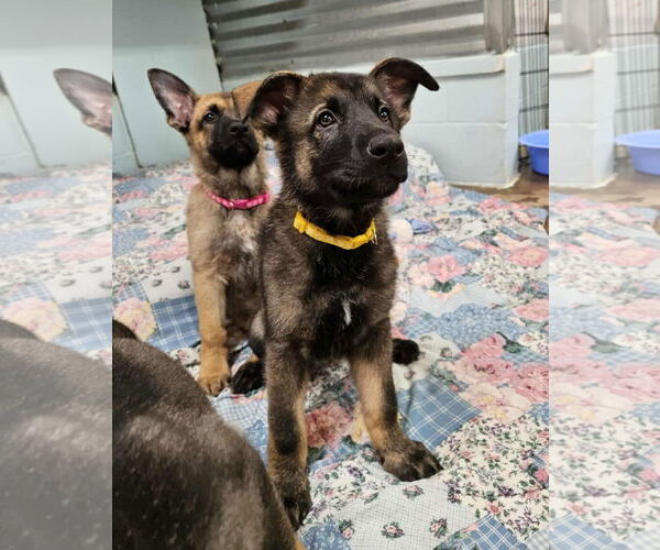 Medium Photo #8 German Shepherd Dog Puppy For Sale in Gretna, NE, USA