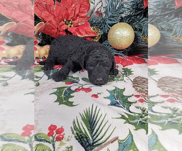 Medium Photo #2 Poodle (Toy) Puppy For Sale in BLACK FOREST, CO, USA