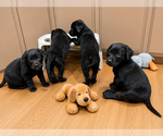 Small Labrador Retriever Mix