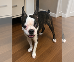 Small #1 Boston Terrier