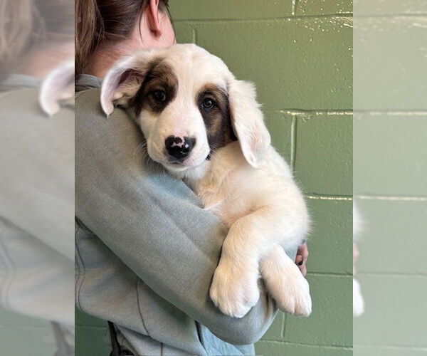 Medium Photo #1 Mutt Puppy For Sale in Elmsford, NY, USA