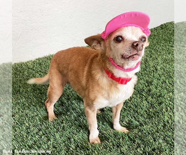 Medium Photo #2 Chihuahua-Unknown Mix Puppy For Sale in San Diego, CA, USA