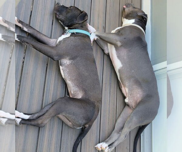 Medium Photo #12 American Pit Bull Terrier-Unknown Mix Puppy For Sale in Fargo, ND, USA