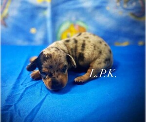 Medium Dachshund