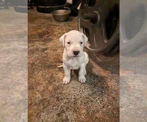 Dogo Argentino Puppy for sale in SOUTH HOLLAND, IL, USA