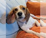 Small Photo #9 Beagle Puppy For Sale in Tampa, FL, USA