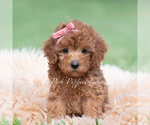 Puppy Poppy seed F1 Maltipoo (Miniature)