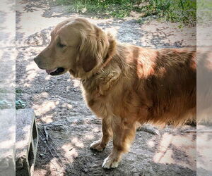 Mother of the Golden Retriever puppies born on 05/12/2026