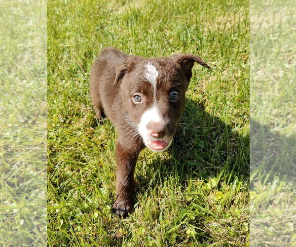 Medium Photo #9 Collie-Labrador Retriever Mix Puppy For Sale in St. Louis Park, MN, USA