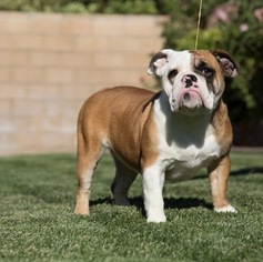 English Bulldogge Puppy for sale in LANCASTER, CA, USA