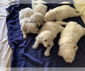English Cream Golden Retriever-Golden Retriever Mix Puppy for sale in CHARLOTTE, MI, USA