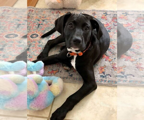 Medium Photo #2 Labrador Retriever-Unknown Mix Puppy For Sale in Hillsboro, MO, USA