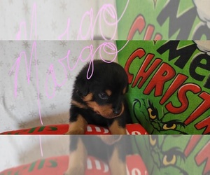 Rottweiler Puppy for sale in GENEVA, NY, USA
