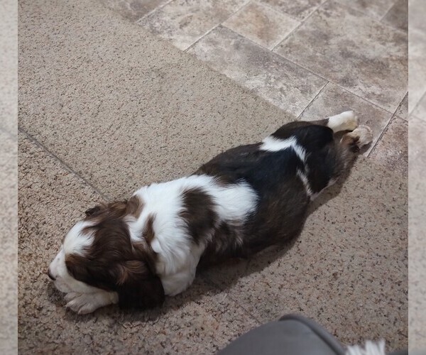 Medium Photo #3 English Springer Spaniel Puppy For Sale in GLEN SAINT MARY, FL, USA