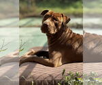 Small #3 American Pit Bull Terrier Mix