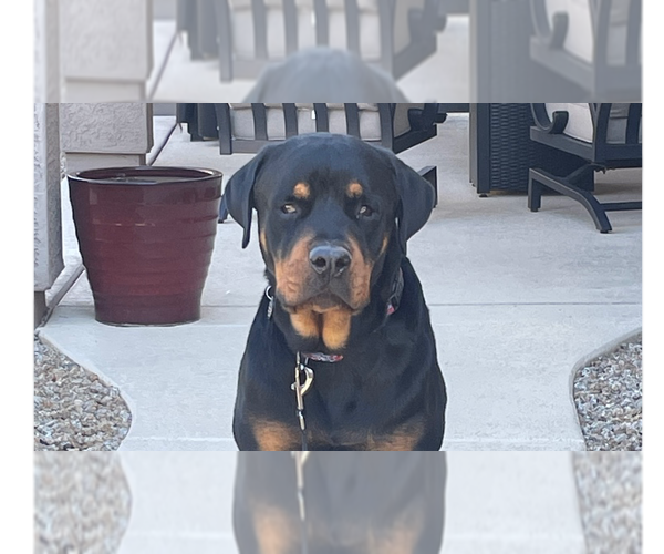 Medium Photo #2 Rottweiler Puppy For Sale in Gilbert, AZ, USA