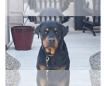 Small #1 Rottweiler