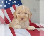 Puppy Adam Poodle (Standard)