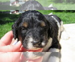 Small #6 Bernedoodle
